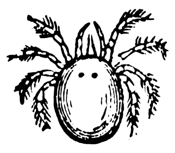 网站是属于Arachnida类和Acari亚类的小型节肢动物 古老线条绘画或雕刻插图 — 图库矢量图片