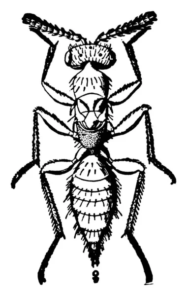 Femmina Adulta Della Specie Isosoma Tritici Con Suo Corpo Lungo — Vettoriale Stock