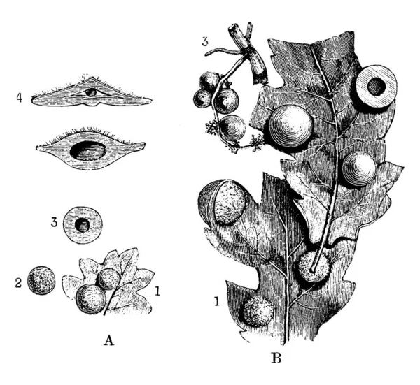 Dub Galls Přes Listy Vinobraní Čáry Kreslení Nebo Rytí Ilustrace — Stockový vektor