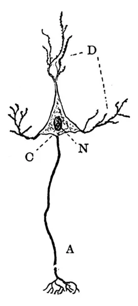 Diagram Över Neuron Med Dess Delar Märkta Som Representerar Axon — Stock vektor