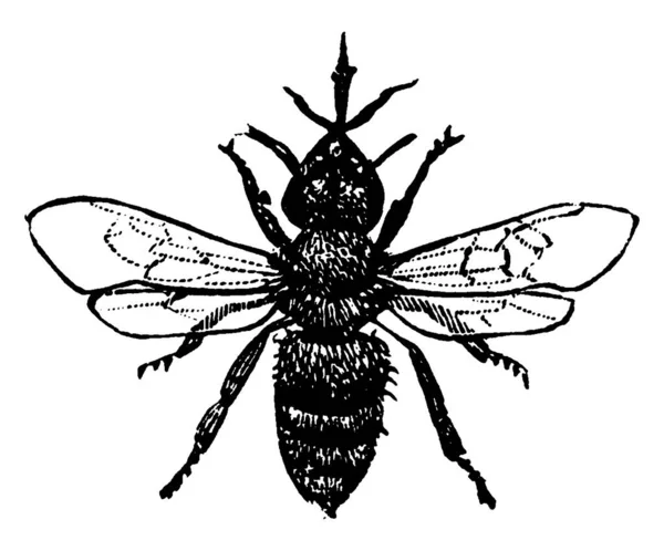コロニーの女王蜂の完全な生殖能力を持っていない女性 社会的 の蜂です ヴィンテージライン図面や彫刻イラスト — ストックベクタ
