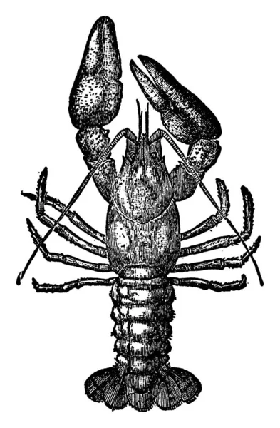 常见的小龙虾是河虾 潜伏在石头下面或河岸的洞里 它的食物包括小软体动物或鱼类 昆虫的幼虫 以及几乎所有种类的动物 古老的线条画或雕刻插图 — 图库矢量图片