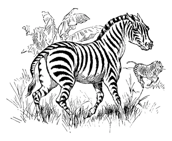 食草动物一种食草动物 身体上有白色和黑色条纹 有古老的线条或雕刻插图 — 图库矢量图片