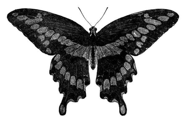 这只巨大的蝴蝶 即番石榴属的蝴蝶 具有引人注目的前翼跨度 被认为是最大的蝴蝶 老式线条画或雕刻插图 — 图库矢量图片