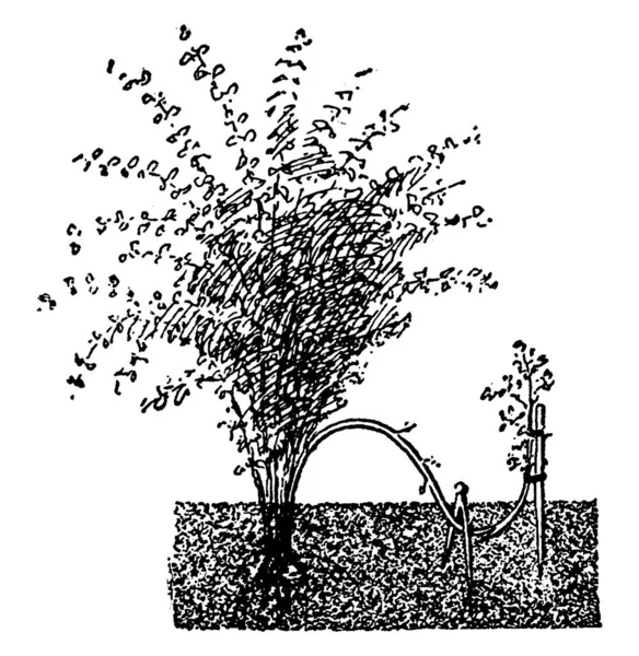 Bir Bitkinin Tek Katmanı Bir Kanca Klasik Çizim Kabartma Çiziminin — Stok Vektör