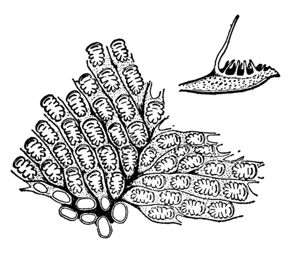 Figura Muestra Invertebrado Acuático Sedentario Del Filo Bryozoa Que Comprende — Vector de stock