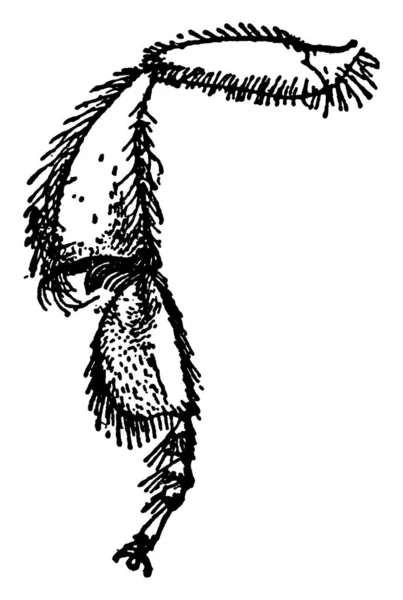 メリポナの後ろ足の典型的な表現 ティビアの頂点に棘の独特のグループ 完全に 髪で覆われています — ストックベクタ