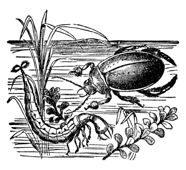 ダイティシュス マルギナリス Dytiscus Marginalis または偉大な水甲虫 Larva ヴィンテージライン ドローイング または彫刻のイラストの2つの異なる段階で素晴らしいダイビング ビートルを表す写真 — ストックベクタ