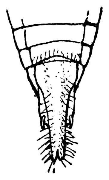 Tramoggia Albero Bufalo Ceresa Bubalus Punta Dell Addome Disegno Linee — Vettoriale Stock