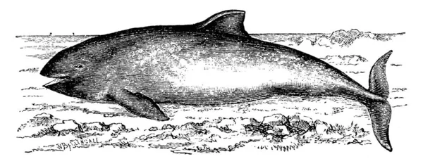 海豚属于与鲸鱼和海豚有关的完全水生海洋哺乳动物群 有古老的线条画或雕刻图解 — 图库矢量图片