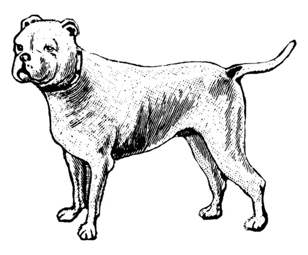 Immagine Che Mostra Cane Che Animale Addomesticato Disegno Linea Vintage — Vettoriale Stock