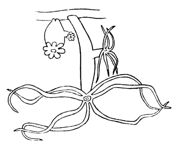 히드라 Hydra 다리안 Cnidarian 서식하는 다세포 생물로 갑각류 빈티지 선그리기 — 스톡 벡터