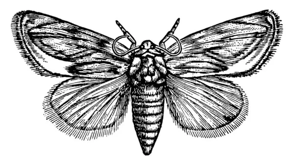 Una Representación Típica Una Polilla Con Alas Largas Las Primarias — Vector de stock