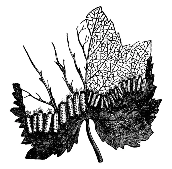 Картині Зображена Личинкова Стадія Метелика Виду Harrisina Americana Вони Основному — стоковий вектор
