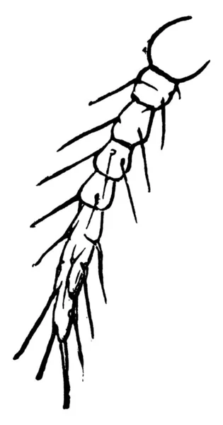 Anténa Mytilaspis Pomorum Starodávná Kresba Nebo Rytina Ilustrace — Stockový vektor