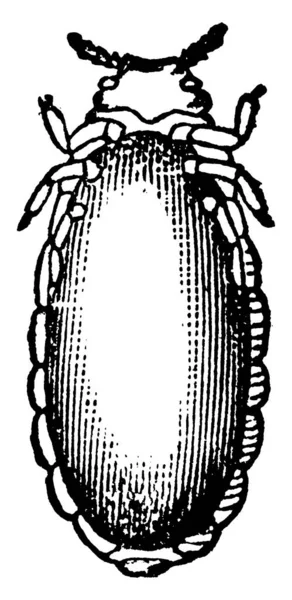 Obraz Kohoutí Hřebenové Žluče Jilmu Ulmikoli Colopha Zimní Vajíčko Pokryté — Stockový vektor