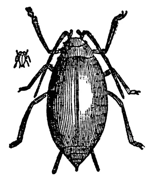 蚜虫的幼体 蚜虫或绿蝇 是小型食用植物昆虫 也是阿菲多思超级科的成员 它们是地球上最具破坏性的昆虫害虫 古老的线条画或雕刻插图 — 图库矢量图片