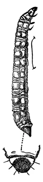 Сегментированное Тело Личинок Диакритических Точечных Видов Рисунок Винтажных Линий Гравировка — стоковый вектор