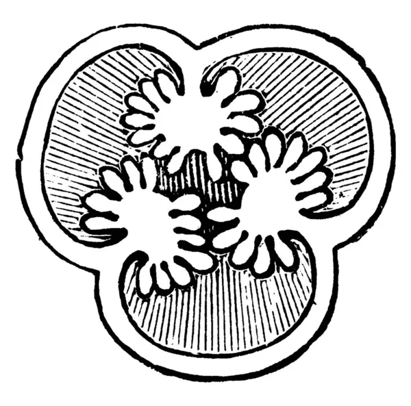 Hypericum Graveolens Встречаются Высоких Горах Северной Каролины Рисунок Винтажных Линий — стоковый вектор