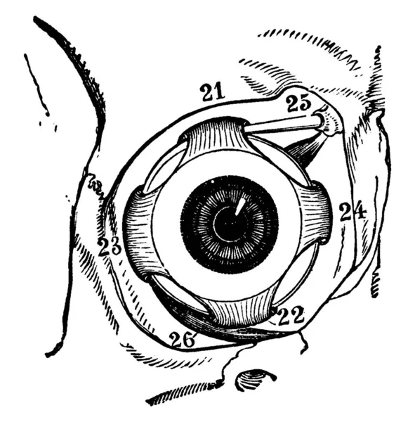 Músculos Del Globo Ocular Derecho Dentro Órbita Vistos Desde Frente — Archivo Imágenes Vectoriales