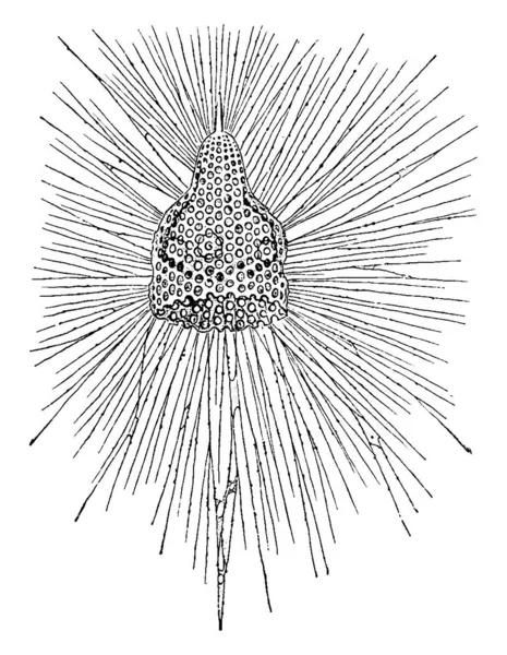 Figura Que Muestra Animal Acuático Unicelular Que Tiene Cuerpo Esférico — Archivo Imágenes Vectoriales