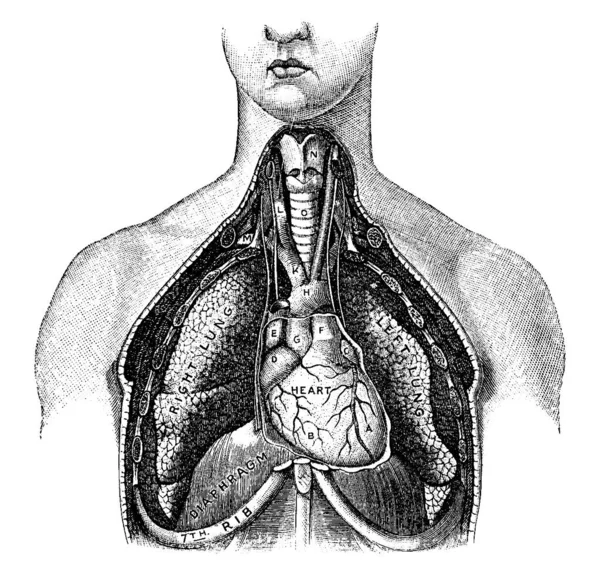 Oxígeno Entra Los Pulmones Humanos Como Parte Del Aire Que — Archivo Imágenes Vectoriales