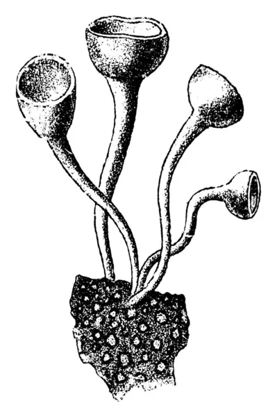 Peziza Ciboroides Sind Becherförmige Stiele Vintage Linienzeichnung Oder Gravierillustration — Stockvektor