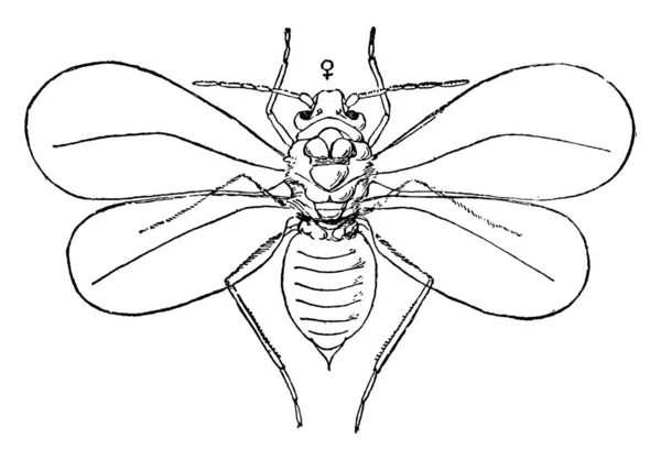 Imagem Mosca Branca Fêmea Adulta Aleyrodes Citri Desenho Linha Vintage — Vetor de Stock