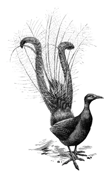 Lyrebird Είναι Ένα Αυστραλιανό Πουλί Της Οικογένειας Menuridae Ουρά Τους — Διανυσματικό Αρχείο