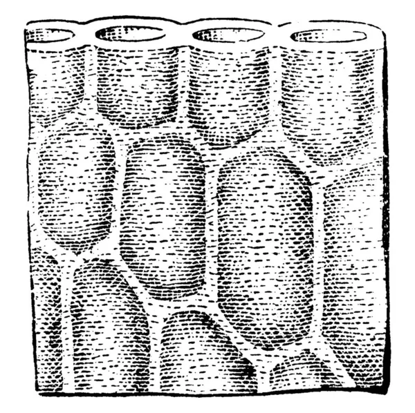 Delesseria Lepreiurei Thick Walled Cells Vintage Line Drawing Engraving Illustration — Stock Vector