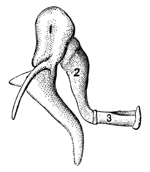 龙骨人类耳朵的骨头 显示部分 龙骨或锤头 门牙或铁锤和3 龙骨或马蹄 古旧线条画或雕刻插图 — 图库矢量图片
