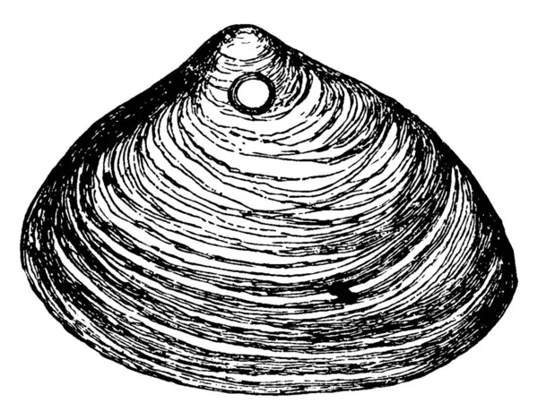 言語リボン ヴィンテージライン図面や彫刻イラストによって形成された貝のシェルを示す画像 — ストックベクタ