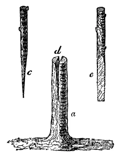 接枝接枝是一种接枝技术 它允许根根部的接合 其尺寸大于接穗片 用于顶部加工 复古线条绘图或雕刻插图 — 图库矢量图片