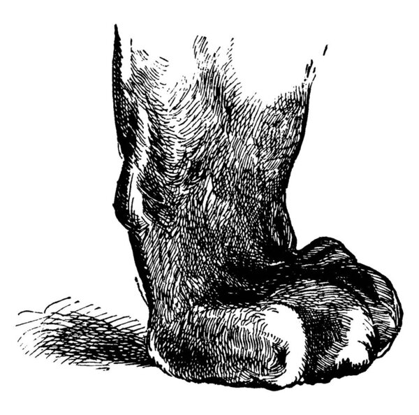 The foot of a tiger, vintage line drawing or engraving illustration.