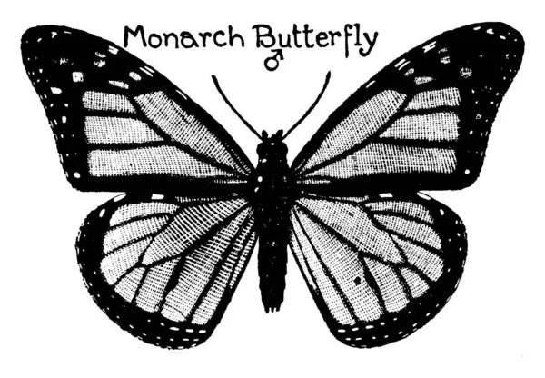 Монархи Великі Прекрасно Забарвлені Метелики Родині Nymphalidae Вони Мають Вражаючі — стоковий вектор