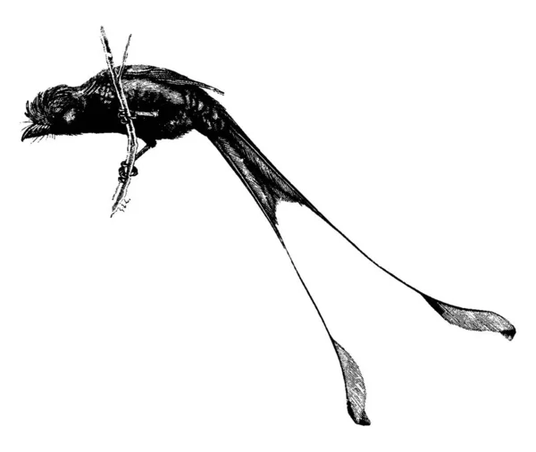 드론고 Drongo 꼬리를 아시아의 새이며 프리리과 Dicruridae 부리를 가지고 — 스톡 벡터