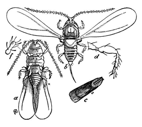 Escala Insecto Con Las Marcas Que Representan Vista Ventral Con — Archivo Imágenes Vectoriales