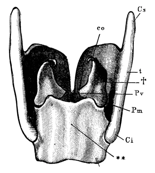 Larynx Tuba Długości Około Cali 5Cm Dorosłych Rysunek Linii Vintage — Wektor stockowy