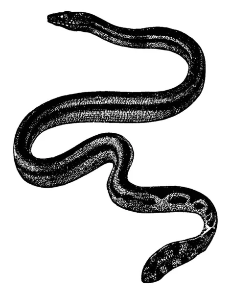 是一种热带海蛇 以其顶部的黑色和腹部的黄色 古老的线条或雕刻图案而闻名 — 图库矢量图片