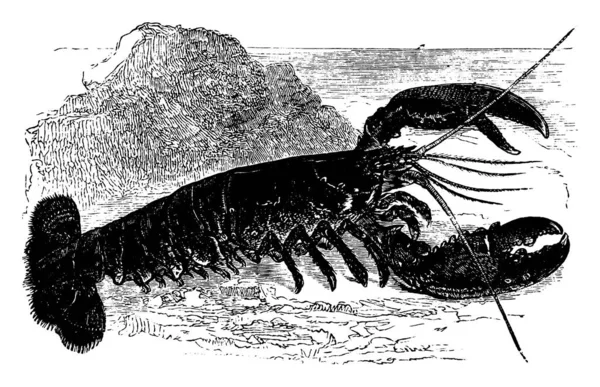 Büyük Deniz Kabuklularının Uzun Bir Gövdesi Çift Pençesi Vardır Pençelerinin — Stok Vektör