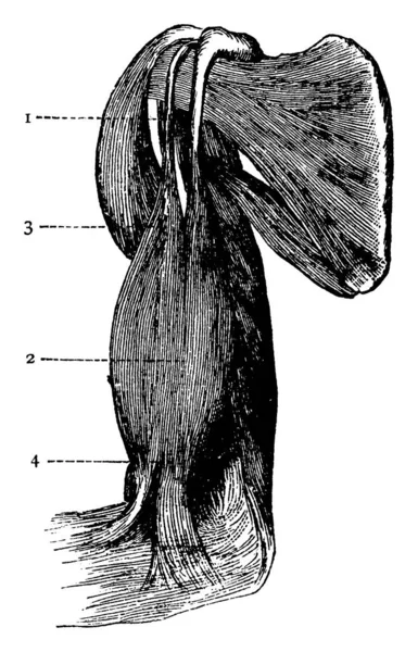 二头肌收缩前臂 表示两个头紧固在肩上 表示收缩部分 末端紧固前臂 复古线条或雕刻图解 — 图库矢量图片