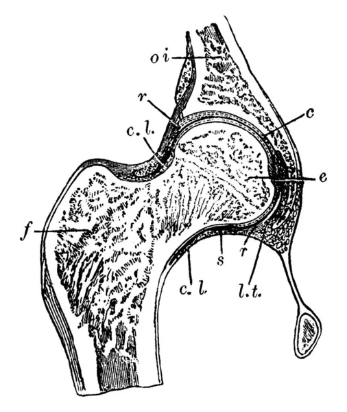 Section Travers Articulation Hanche Avec Ses Parties Étiquetées Dessin Ligne — Image vectorielle