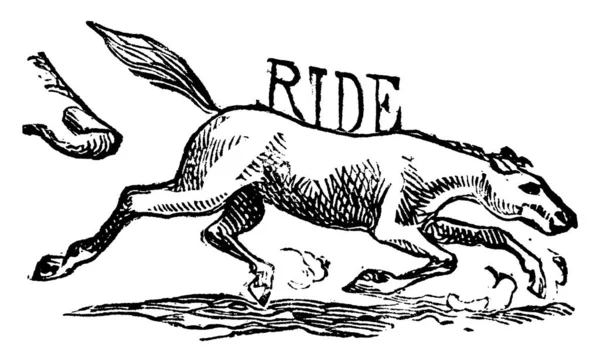 Cavalo Corrida Dos Animais Mais Úteis Eles São Bem Adequados —  Vetores de Stock