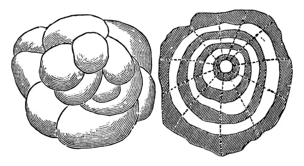 Hailstone Képződnek Felhalmozódása Körül Egy Mag Amely Réteges Lehet Szabálytalan — Stock Vector