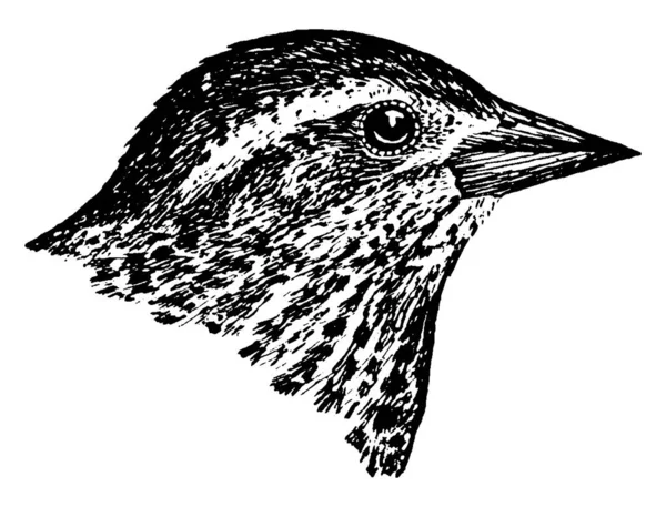 날개검은 Red Wings Blackbird 북아메리카와 중앙아메리카 대부분의 지역에서 발견되며 빈티지 — 스톡 벡터
