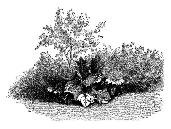 单株生长在边境上的一种植物 与边境种植 复古线条绘制或雕刻插图相对应 — 图库矢量图片