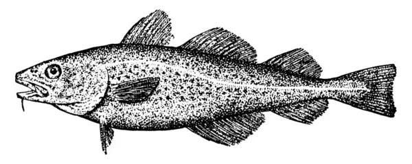 Dorsz Jest Benthopelagic Ryby Rodziny Gadidae Vintage Linii Rysunek Lub — Wektor stockowy