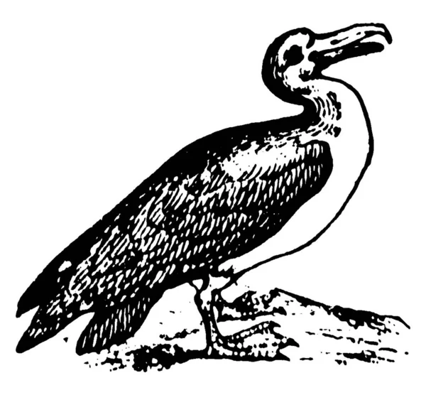 Albatrosses Της Βιολογικής Οικογένειας Diomedeidae Είναι Μεγάλα Θαλασσοπούλια Που Σχετίζονται — Διανυσματικό Αρχείο
