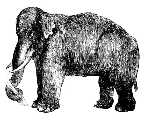一种大型哺乳动物 有长长的树干 抓住树干 用象牙作为武器 大耳朵和像柱子一样的腿 古老的线条画或雕刻插图 — 图库矢量图片