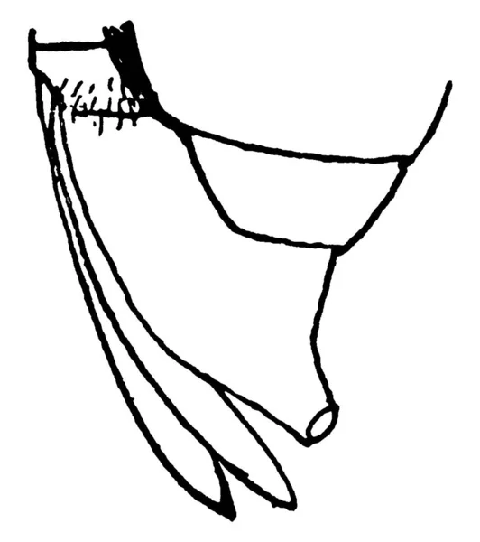 Afbeelding Met Ovipositor Punt Van Buik Van Ceresa Bubalus Buffel — Stockvector